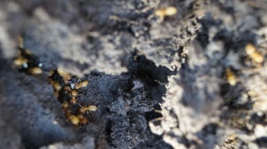Lasius flavus photo 92