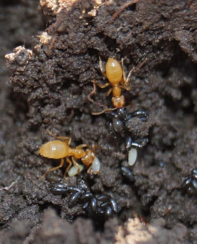 Lasius flavus photo 93