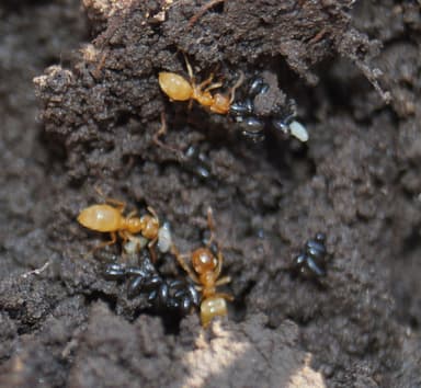 Lasius flavus photo 94