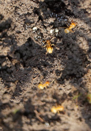 Lasius flavus photo 96