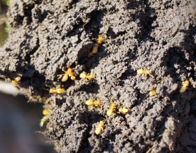 Lasius flavus photo 97