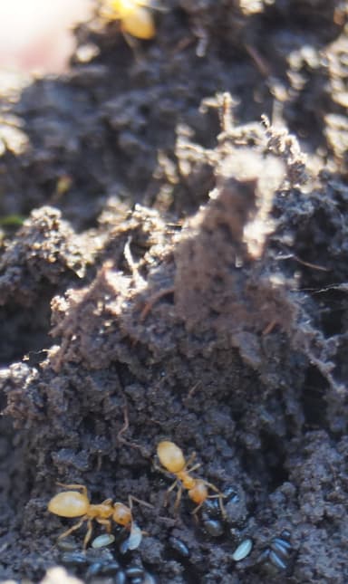 Lasius flavus photo 98