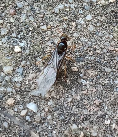 Lasius flavus photo 99
