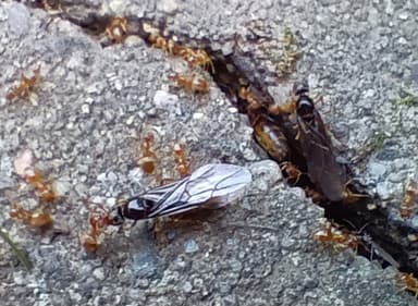 Lasius flavus photo 100