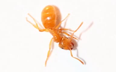 Lasius flavus photo 101