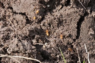 Lasius flavus photo 102
