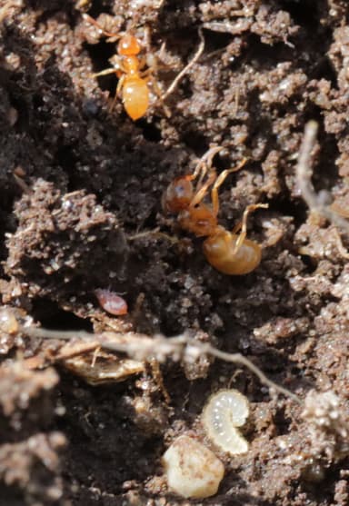 Lasius flavus photo 103
