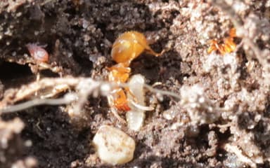 Lasius flavus photo 104