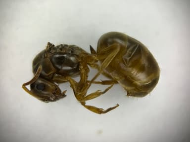 Lasius flavus — queen photo 105