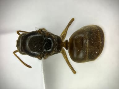 Lasius flavus — queen photo 106
