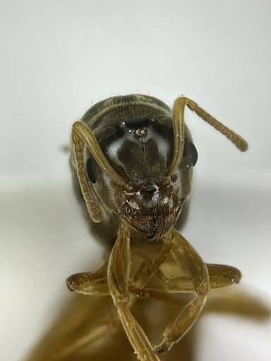 Lasius flavus — queen photo 107