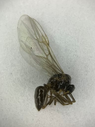 Lasius flavus — queen photo 108