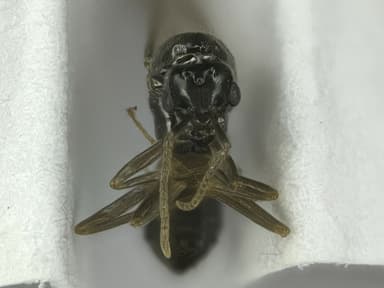 Lasius flavus — queen photo 109