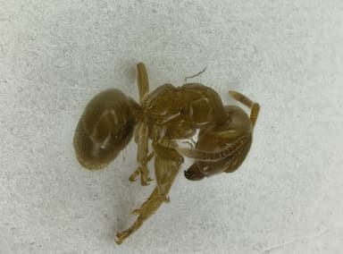 Lasius flavus — queen photo 110