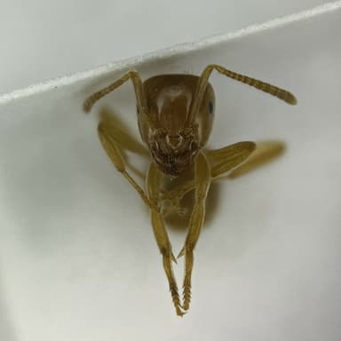 Lasius flavus — queen photo 111
