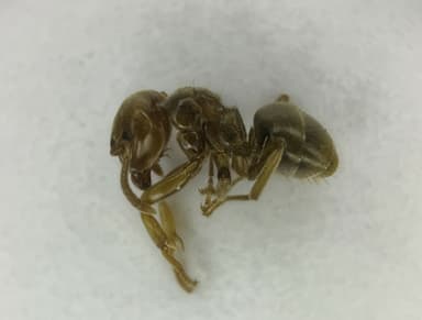 Lasius flavus — queen photo 112