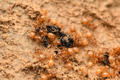Lasius flavus photo 114