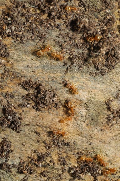 Lasius flavus photo 6