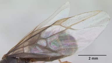 Lasius flavus — queen photo 8