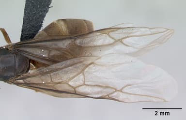 Lasius flavus — queen photo 10