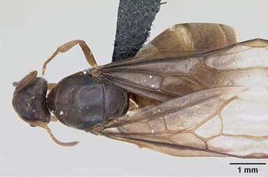 Lasius flavus — queen photo 11