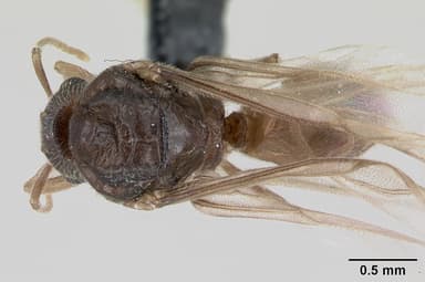 Lasius flavus — queen photo 12