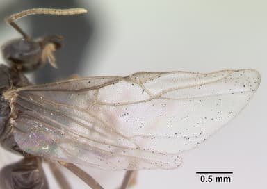 Lasius flavus — queen photo 13