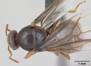 Lasius flavus — queen photo 14