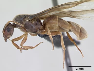 Lasius flavus — queen photo 15