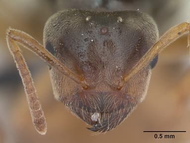 Lasius flavus — queen photo 17