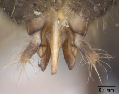 Lasius flavus — queen photo 19