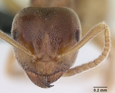 Lasius flavus — queen photo 20
