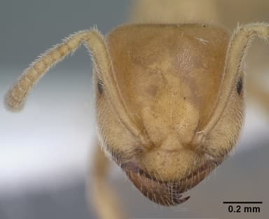 Lasius flavus — queen photo 21