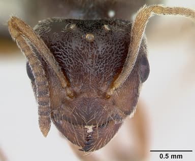 Lasius flavus — queen photo 22