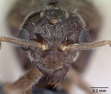 Lasius flavus — queen photo 23
