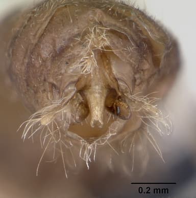 Lasius flavus — queen photo 24