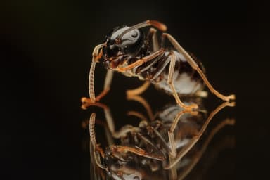 Lasius fuliginosus photo 224