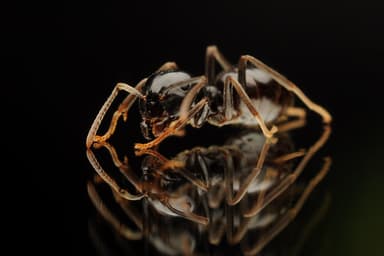 Lasius fuliginosus photo 225