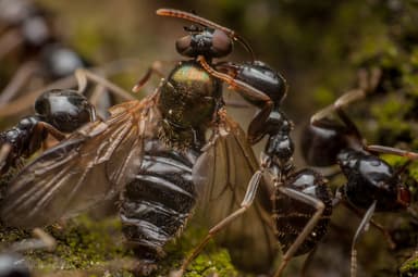Lasius fuliginosus photo 226