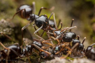 Lasius fuliginosus photo 227