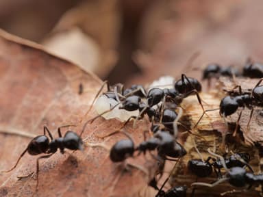 Lasius fuliginosus photo 21