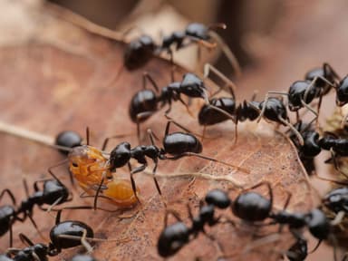 Lasius fuliginosus photo 27