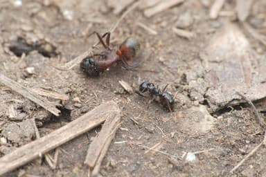 Lasius fuliginosus photo 102
