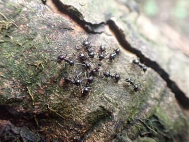 Lasius fuliginosus photo 113
