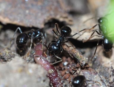 Lasius fuliginosus photo 117