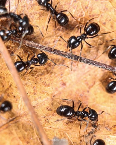 Lasius fuliginosus photo 118