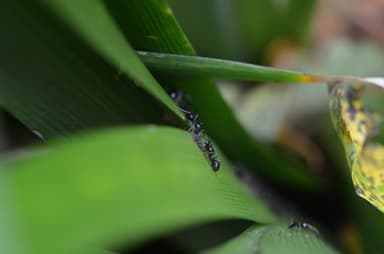 Lasius fuliginosus photo 119