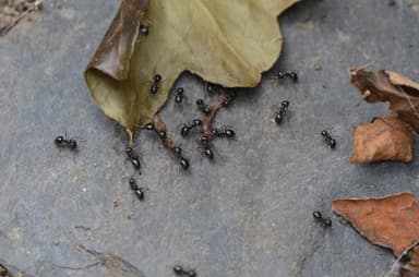 Lasius fuliginosus photo 121