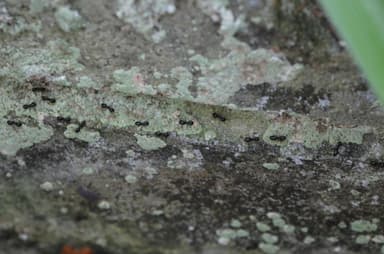 Lasius fuliginosus photo 123