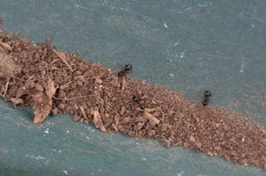 Lasius fuliginosus photo 124